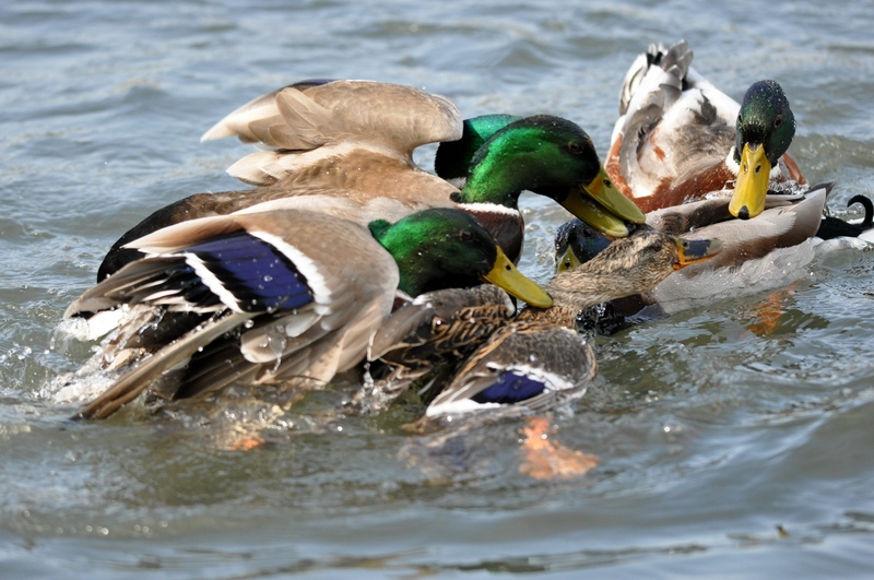Avifauna humor